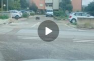 (VIDEO) Una famigliola di cinghiali a spasso per le strade di Olbia: le immagini