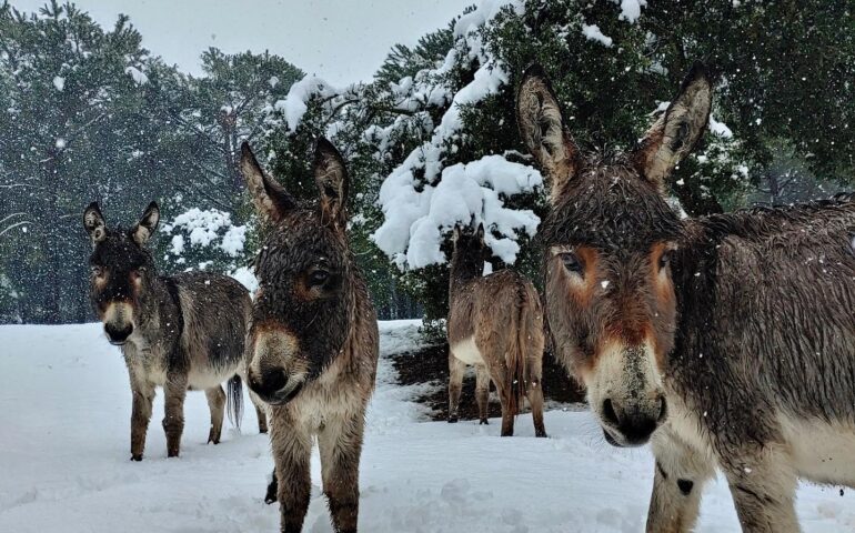 (FOTO) Animali nella Sardegna innevata: gli scatti naturalistici dell’infreddolita fauna isolana