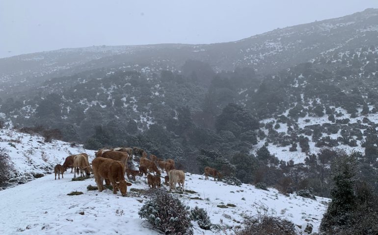 Quasi tutta la Sardegna sotto zero: temperature polari, domani si raggiungeranno i -10°