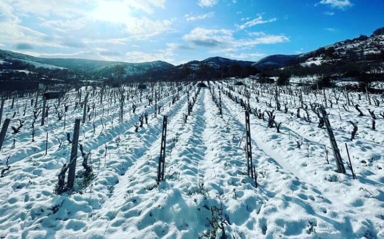 Sardegna, il parere dell’enologo Pala: “Le nevicate di gennaio un toccasana per i vitigni”