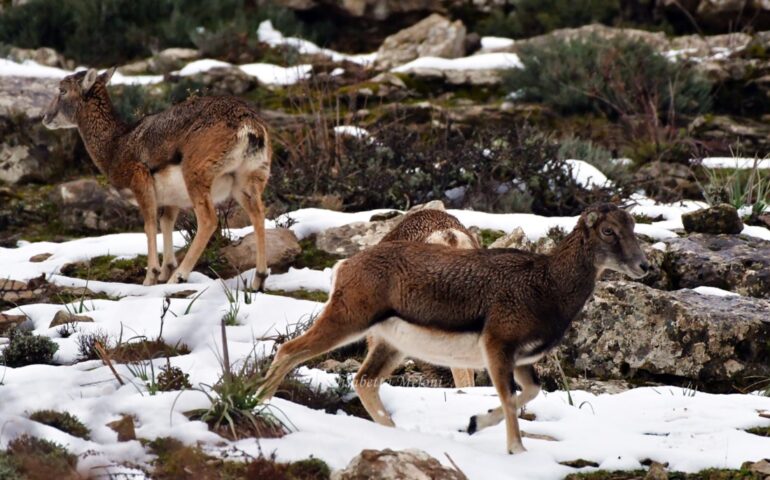 (FOTO) Mufloni e daini tra la neve: le spettacolari immagini di Elisabetta Meloni