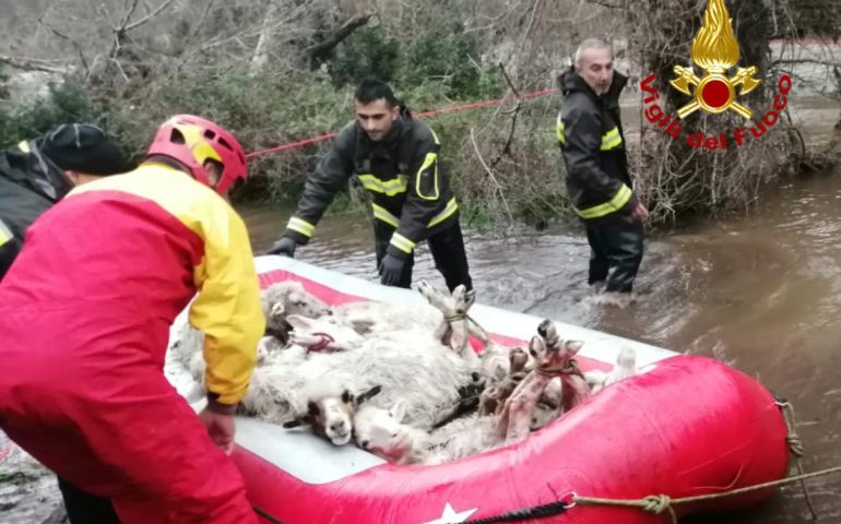 (VIDEO) Maltempo in Sardegna: pecore salvate con un gommone dai Vigili del fuoco