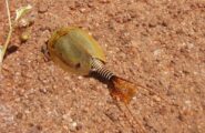Lo sapevate? In Sardegna vive il crostaceo “Lepidurus apus”, uno degli animali più antichi del mondo