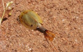 Lepidurus_apus_1_Marais_Gavoty_83_V-2005