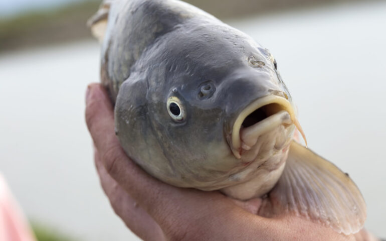 Carpe, trote e tinche: anche in Sardegna si pescano i pesci di acqua dolce. Ecco dove e quali sono le regole
