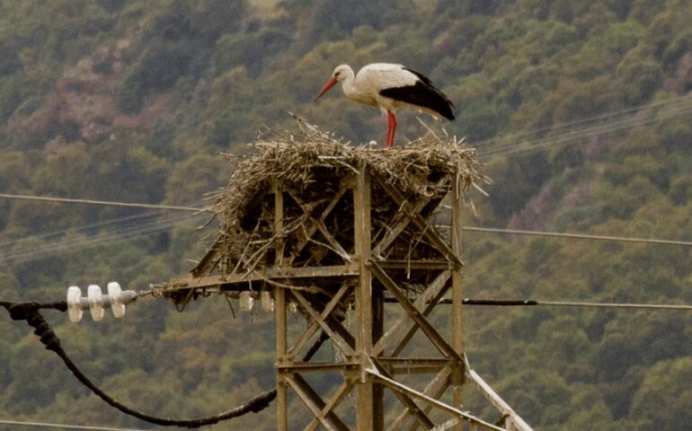 Le cicogne sono tornate a nidificare in Sardegna: la bella sorpresa di primavera