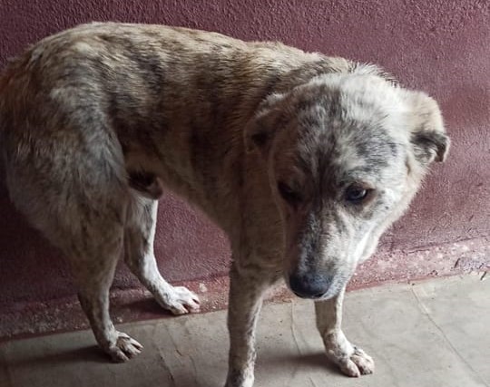 Poldo, il cane dei bambini di Suelli, è stato rinchiuso in canile