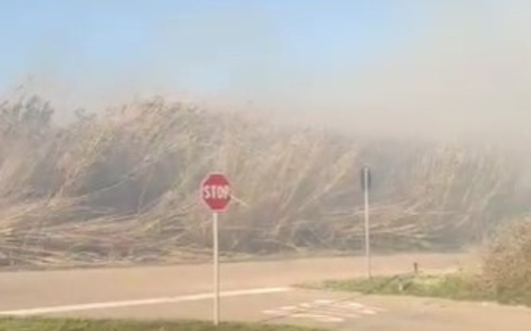 Incendio a Girasole: fiamme e vento fortissimo lambiscono la pineta