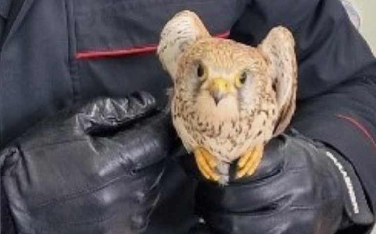Salvato un gheppio ferito: il rapace, una specie protetta, si trovava sulla SS 389 in mezzo al traffico