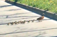 Mamma anatra e i suoi anatroccoli attraversano la strada: la dolce famigliola nel corso Vittorio Veneto