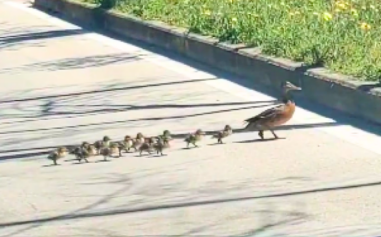 Mamma anatra e i suoi anatroccoli attraversano la strada: la dolce famigliola nel corso Vittorio Veneto