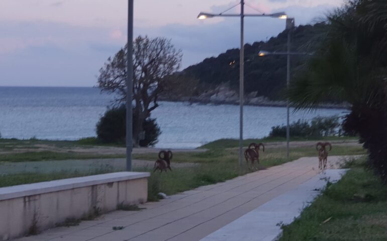 (FOTO) Un gruppo di mufloni si gode il tramonto a Porto Frailis