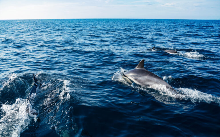 (VIDEO) Ogliastra, i delfini danzano davanti alla Capannina di Arbatax