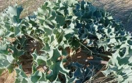 A cosa serve la calcatreppola di mare che vediamo nelle spiagge sarde?