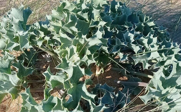 A cosa serve la calcatreppola di mare che vediamo nelle spiagge sarde?