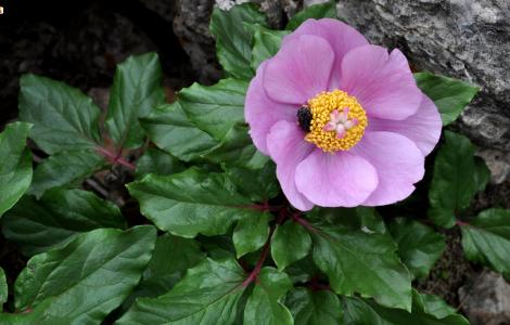La peonia, fiore simbolo della Sardegna: annuncia la primavera ma fiorisce solo 15 giorni, lo sapevate?