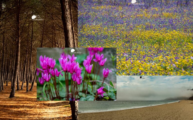 C’è aria di primavera in Ogliastra: i 4 scatti di Cristian Mascia che raccontano la stagione