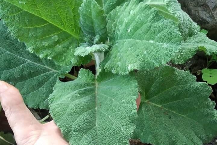 salvia desoleana