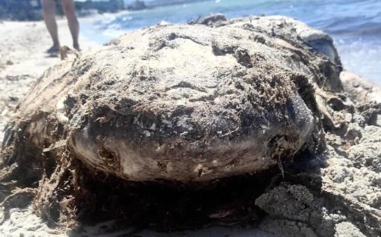 Carcassa di squalo di 3 quintali in spiaggia: il ritrovamento è avvenuto ad Alghero