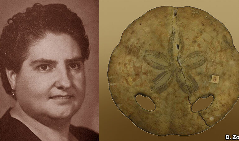 Figura 1. A sinistra Ida Comaschi Caria (1911-1987), a destra Amphiope nuragica, specie di riccio di mare istituita dalla Comaschi Caria (Museo “D. Lovisato”).