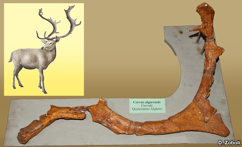 Figura 2. Il palco del cervo Praemegaceros cazioti assegnato dalla Comaschi Caria alla specie Cervus (Megaceros) algarensis, Quaternario di Alghero (Museo “D. Lovisato”).
