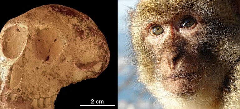 In Sardegna è stato trovato il cranio di una scimmia nana di 700mila anni fa