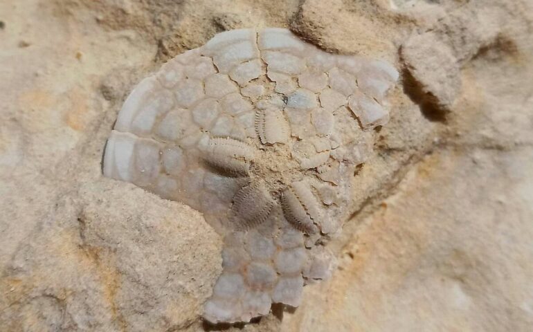 Bimba trova fossile raro di 13 milioni di anni fa: il geologo Luigi Sanciu ci spiega di che cosa si tratta