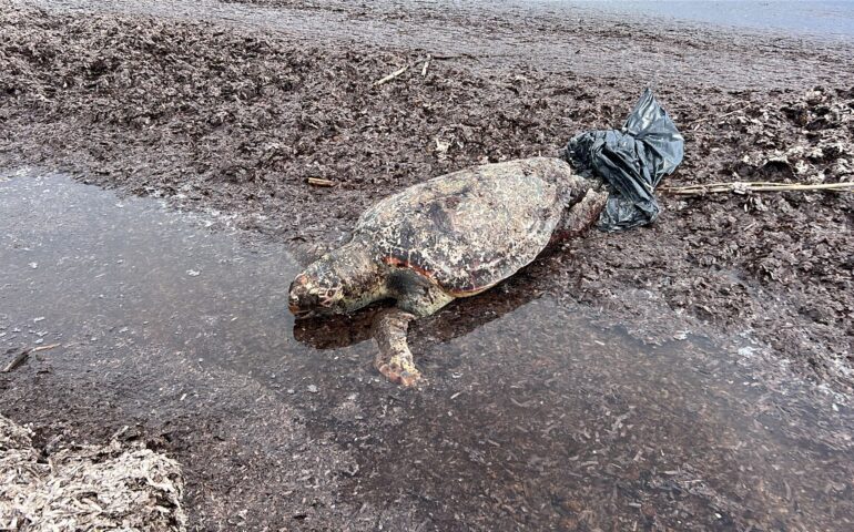 Arbatax, trovata una tartaruga morta alla Capannina
