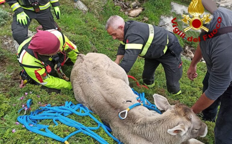 Punta Lamarmora, mucca cade in un dirupo. Le immagini del salvataggio