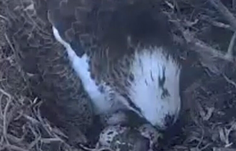 Fiocco azzurro a Capo Caccia: è nato il primo pullo di Falco Pescatore del 2023