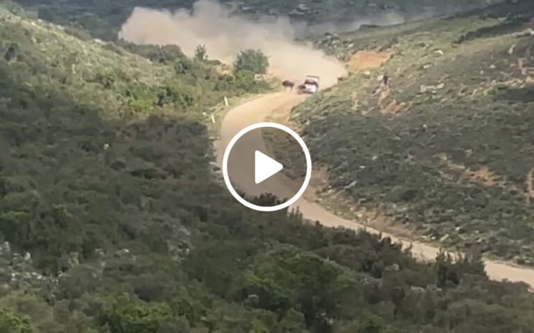 (VIDEO) Paura al Rally di Sardegna: auto travolge una mucca dopo la curva, il pilota rischia grosso