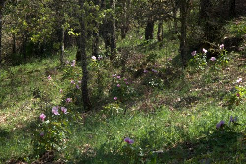 Sapete dove si trova il “borgo più verde” della Sardegna?