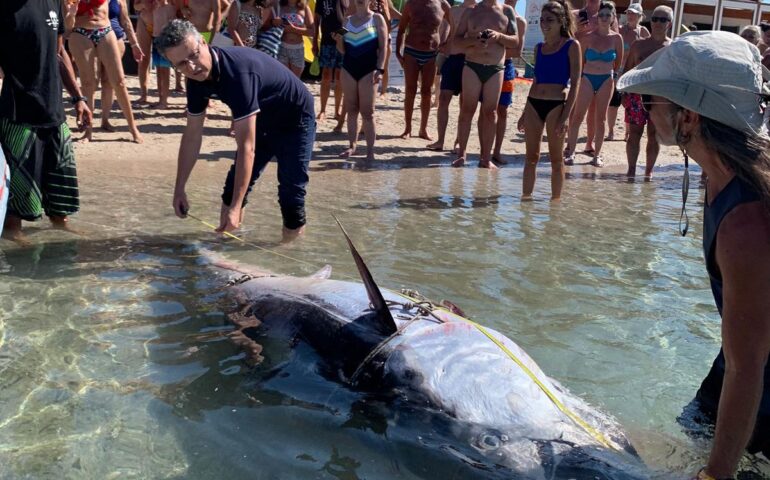 Carcassa di tonno nella Baia delle Ninfe: intervento dell’Area Marina Protetta