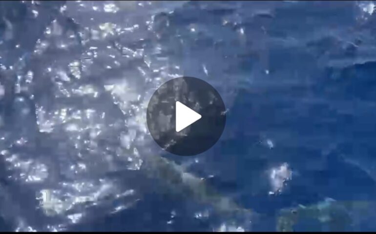 (VIDEO) I delfini danzano a pelo d’acqua nel video di Sandro Musella