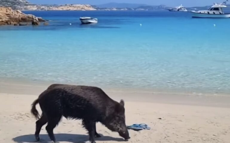 (VIDEO) “Bellezze al bagno”: cinghiale prende la tintarella davanti allo splendido mare sardo