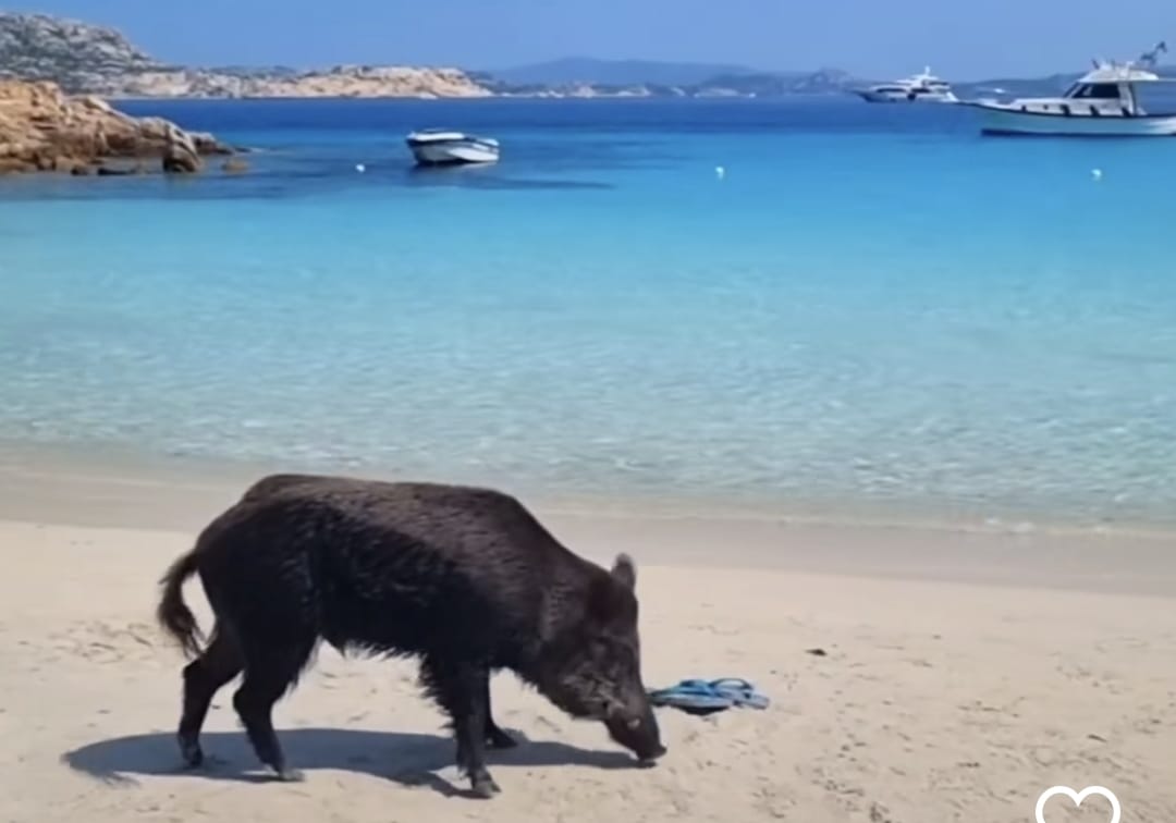 Cinghiale aggredisce bambino a Spargi | Ogliastra - Vistanet
