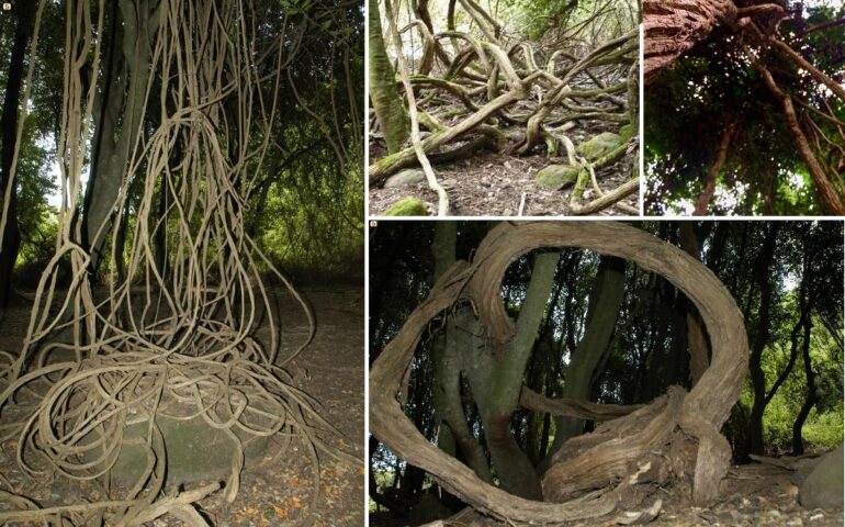 Liane, alberi intrecciati e radici affioranti: la magia del meraviglioso bosco di “Sa roda manna”