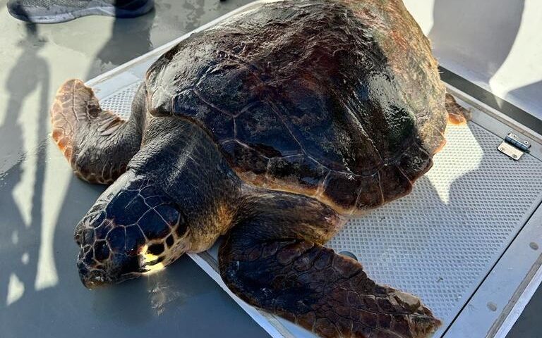 Caretta caretta in difficoltà salvata a Tavolara: la tartaruga aveva la broncopolmonite