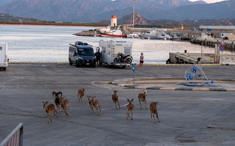 Lo spettacolo della natura in Ogliastra: mufloni a passeggio all’alba nel porto di Arbatax