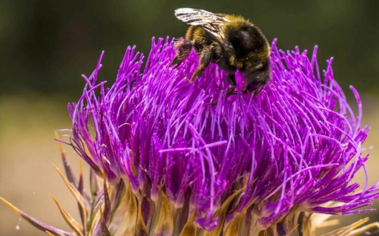 Lo sapevate? Il “Bombus terrestris sassaricus” è un bombo endemico della Sardegna