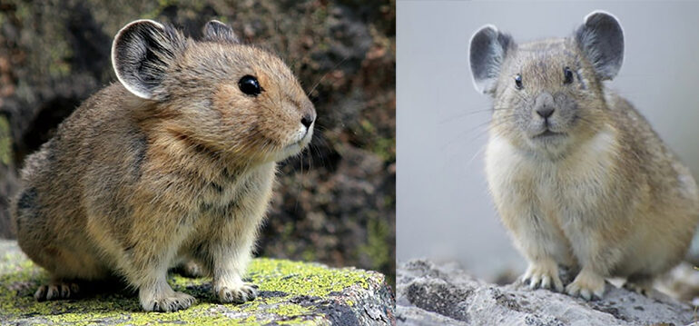 In Sardegna un tempo c’era il prolago sardo, che somigliava agli odierni pika asiatici e americani