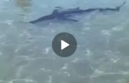 (VIDEO) Squalo nuota tranquillamente a riva tra i bagnanti: il video girato in Sardegna diventa virale