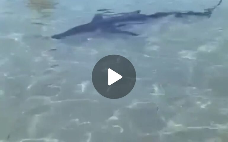 (VIDEO) Squalo nuota tranquillamente a riva tra i bagnanti: il video girato in Sardegna diventa virale