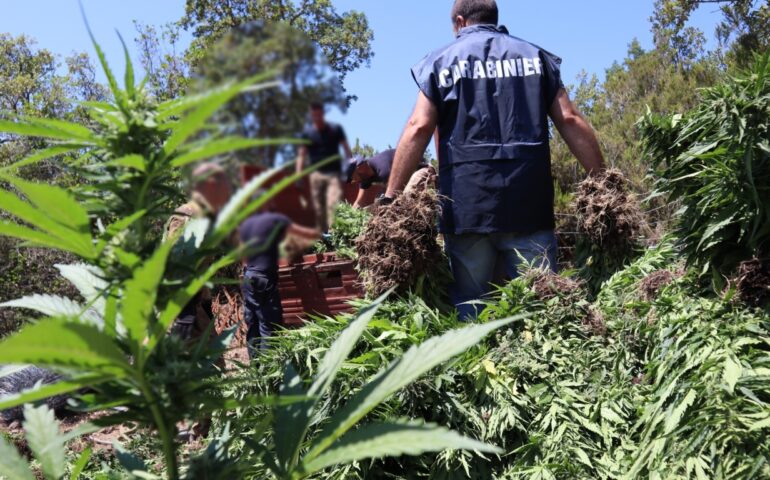 Fonni: 120 kg di marijuana nascosti tra il folto della macchia mediterranea. Arrestato allevatore