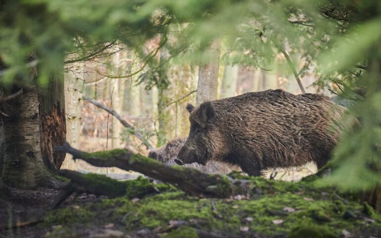 Caccia al cinghiale, arriva il via libera della Asl