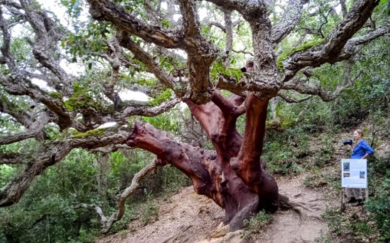 Sardegna, isola di alberi monumentali: ne abbiamo 410, un record nazionale