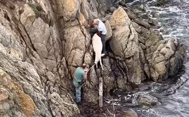 Asinara: lieto fine per l’asinella bianca caduta dalla scarpata