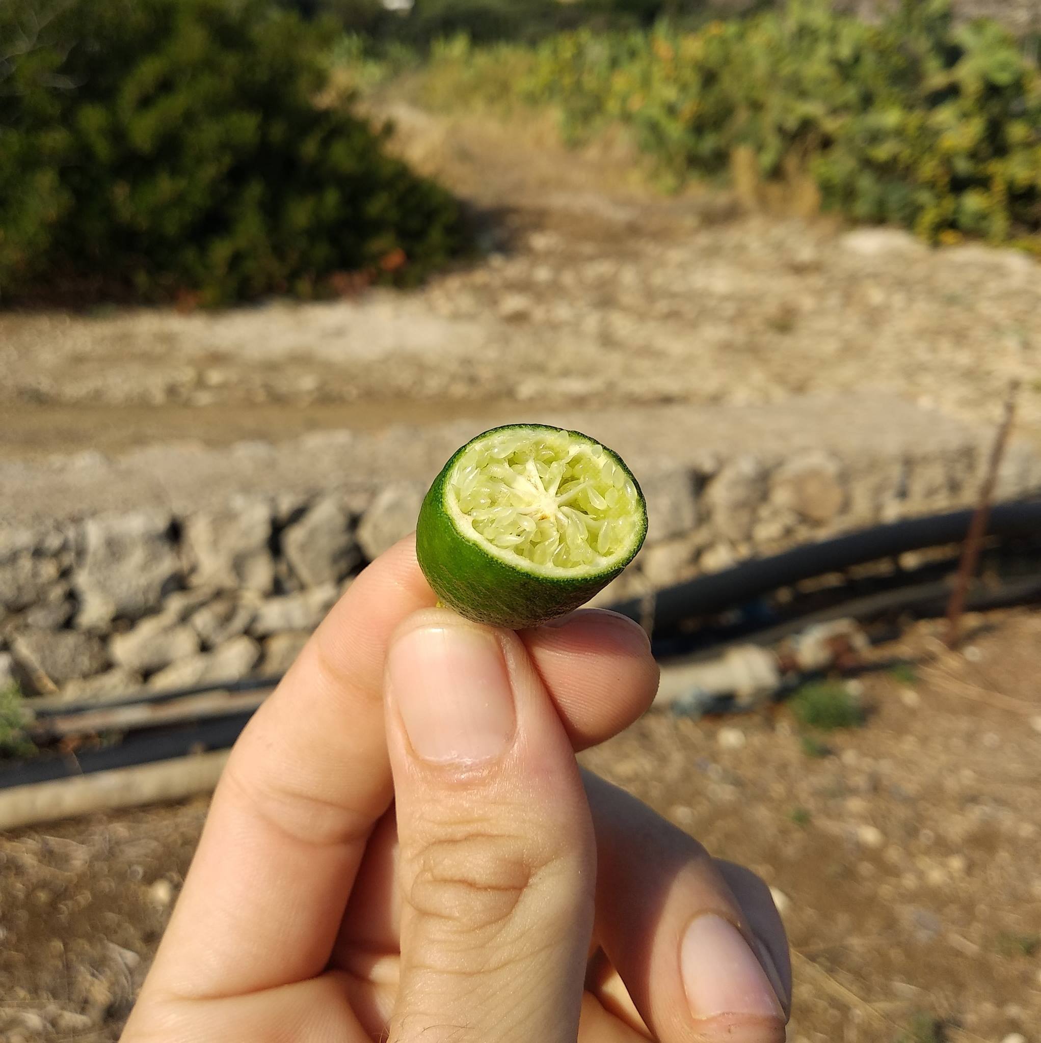 Conoscete il raro e costoso limone caviale?