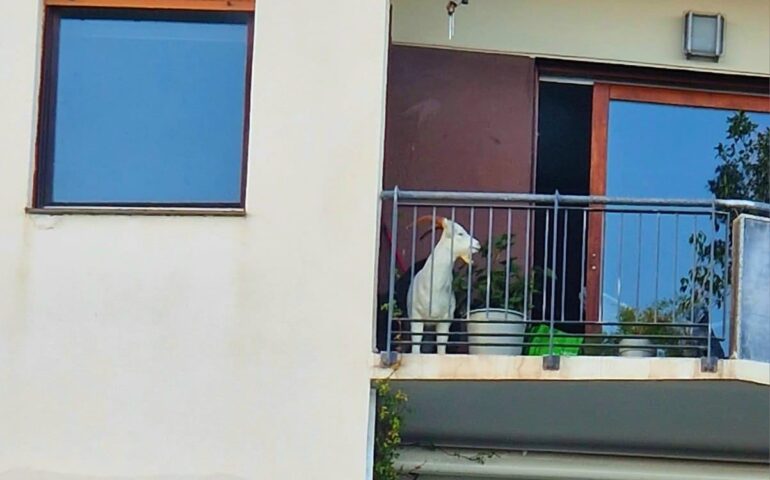Date un titolo foto! Caprone alla finestra: ognuno ha il coinquilino o il familiare che si merita