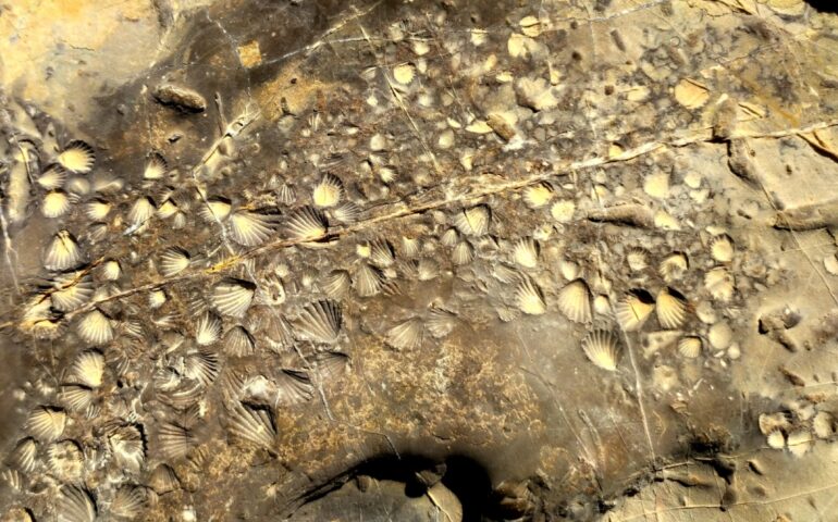 Lo sapevate? In Sardegna ci sono resti fossili di conchiglie, i cui discendenti sopravvivono solo in Australia